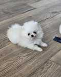 Szpic miniaturowy pomeranian suczka