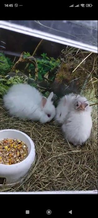 міні кролики декоративні незвичайно маленькі