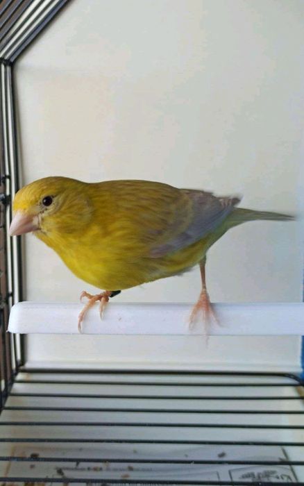 Canários Isabel amarelos int nev / portadores