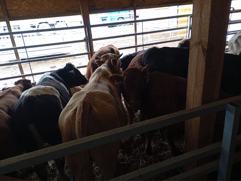 30 sztuk odsadka byka miesnego