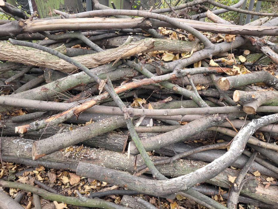 Drewno liściaste suche Wałbrzych