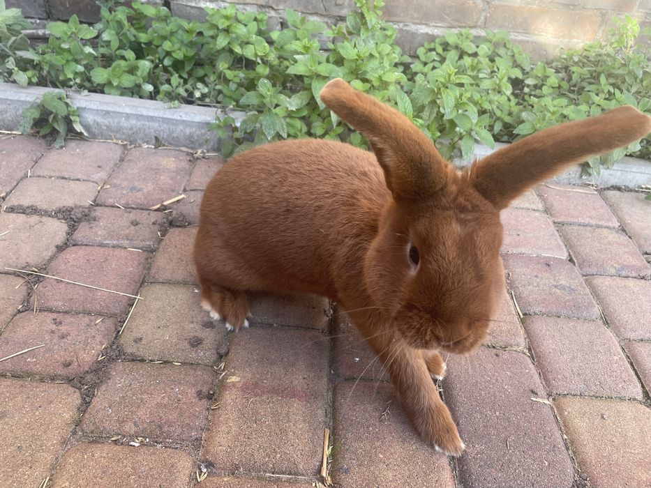 Samiec nc nowozelandzi czerwony