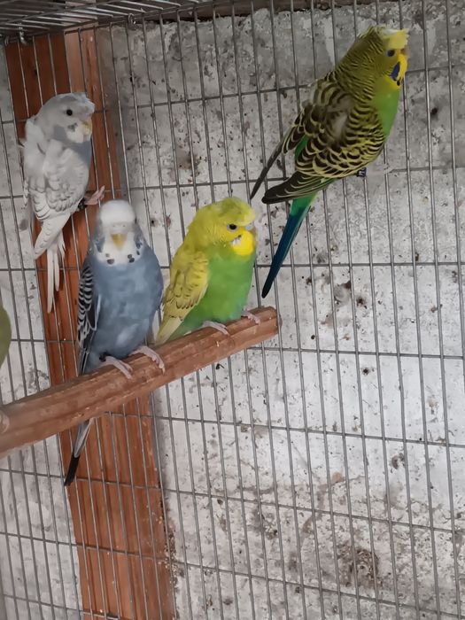 Periquitos deste ano