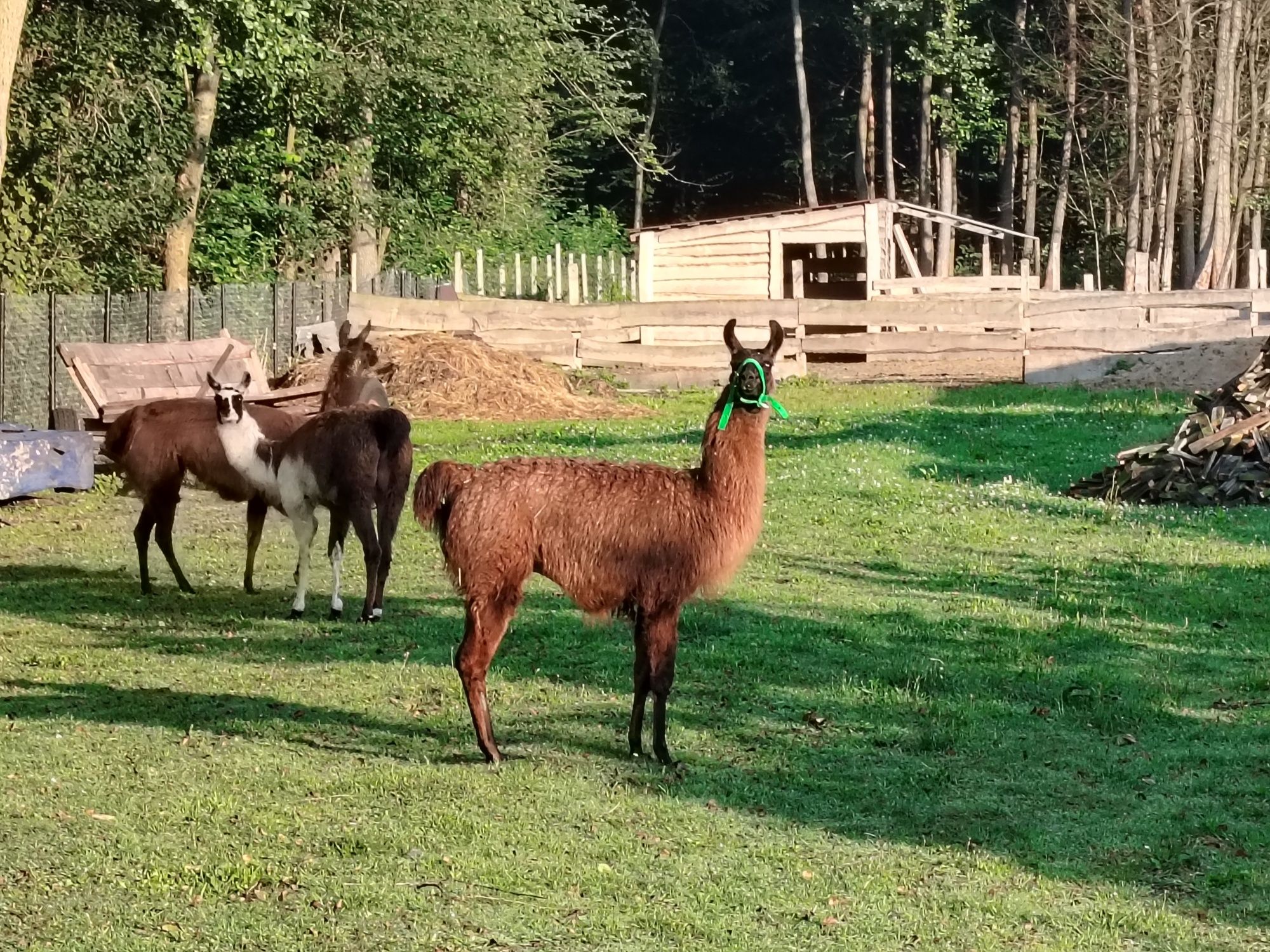 Lamy lama lame lam