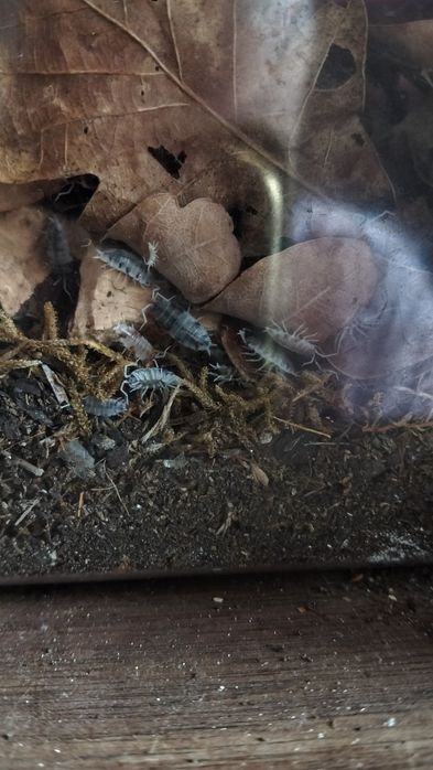 Isopods ( Bicho da Conta )