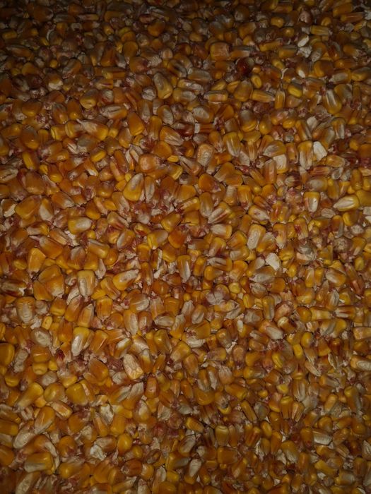 Kukurydza sucha.