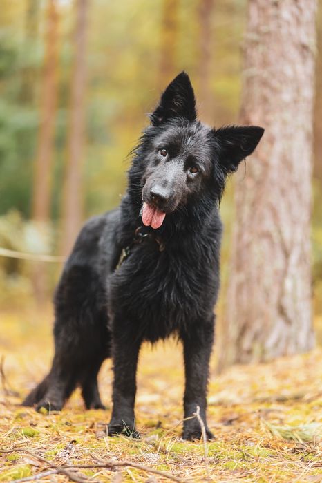 Owczarek Lima – czarne espresso w psiej wersji