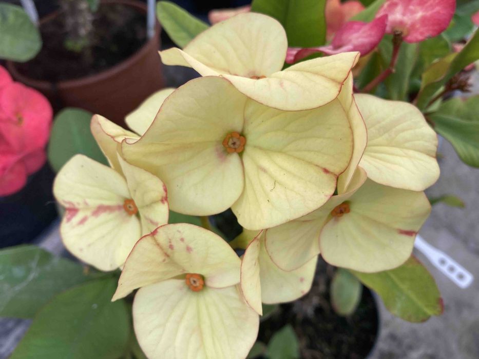 Молочай міля кімнатні квіти