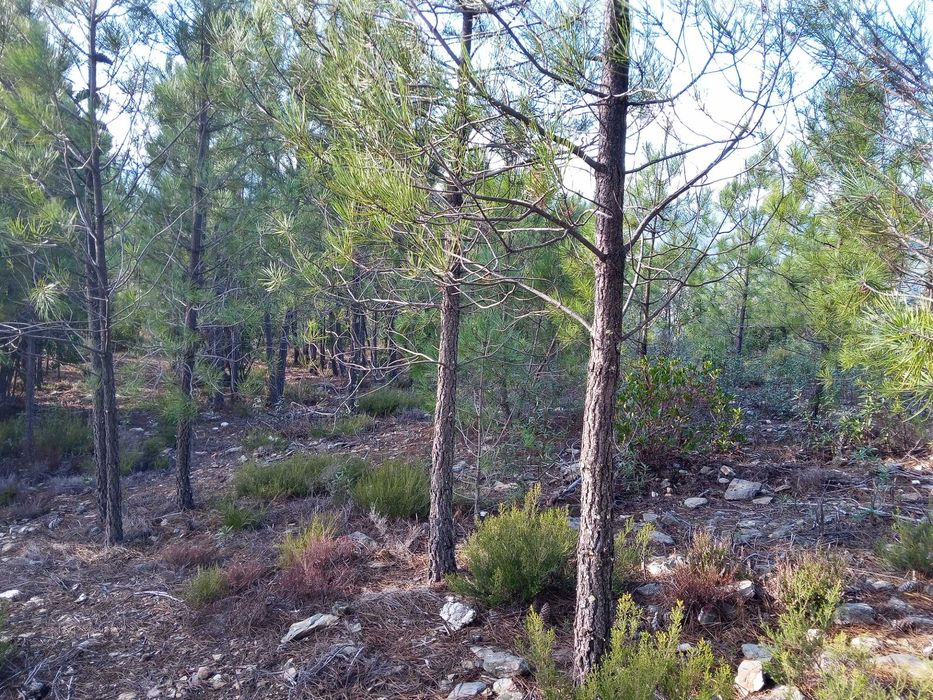 Terreno rustico zona de pinhal 3.8ha