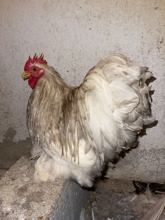 Galos pekins adultos várias cores