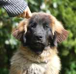 Leonberger ZKwP, FCI, suczka