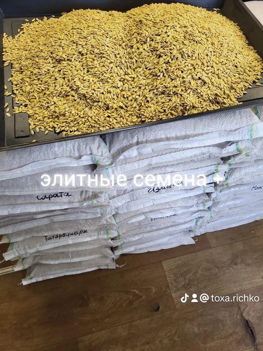 Насіння дині, семена дыни Днесровская ранняя,