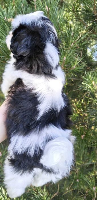 Cudowny Oleg Shih tzu gotowy do zmiany domku