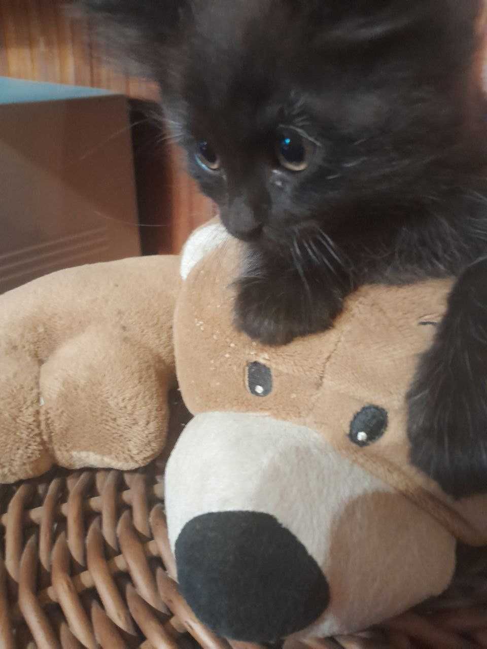 котята в добрi руки