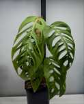 Monstera esqueleto