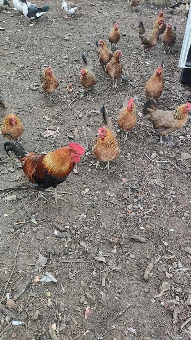 Zielononóżki młode z jajkiem