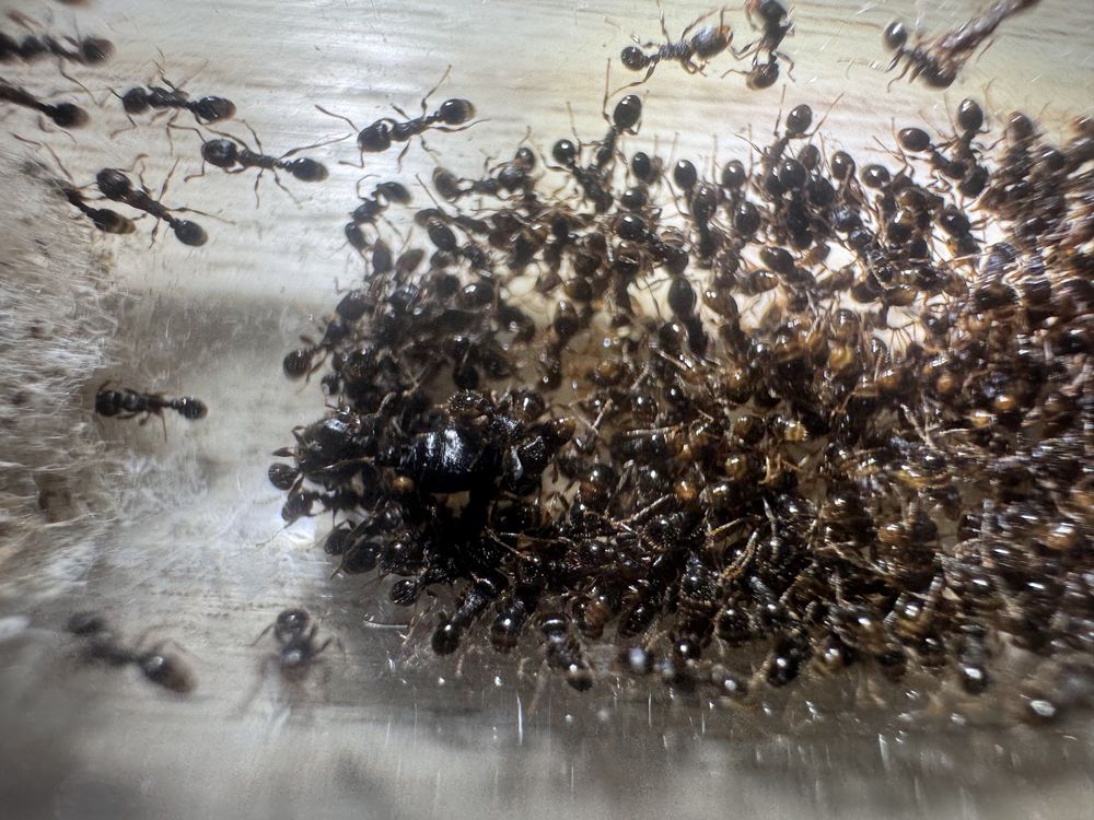 Tetramorium caespitum królowa + 400 robotnic mrówki