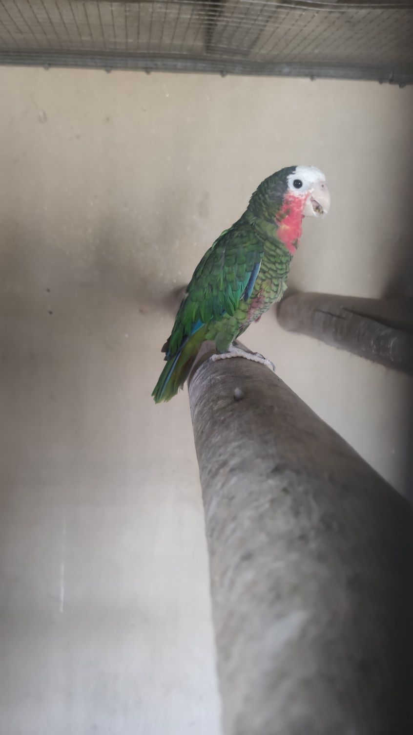 Fêmea de papagaio cubano de 2020 amazonas leucocephala impecável