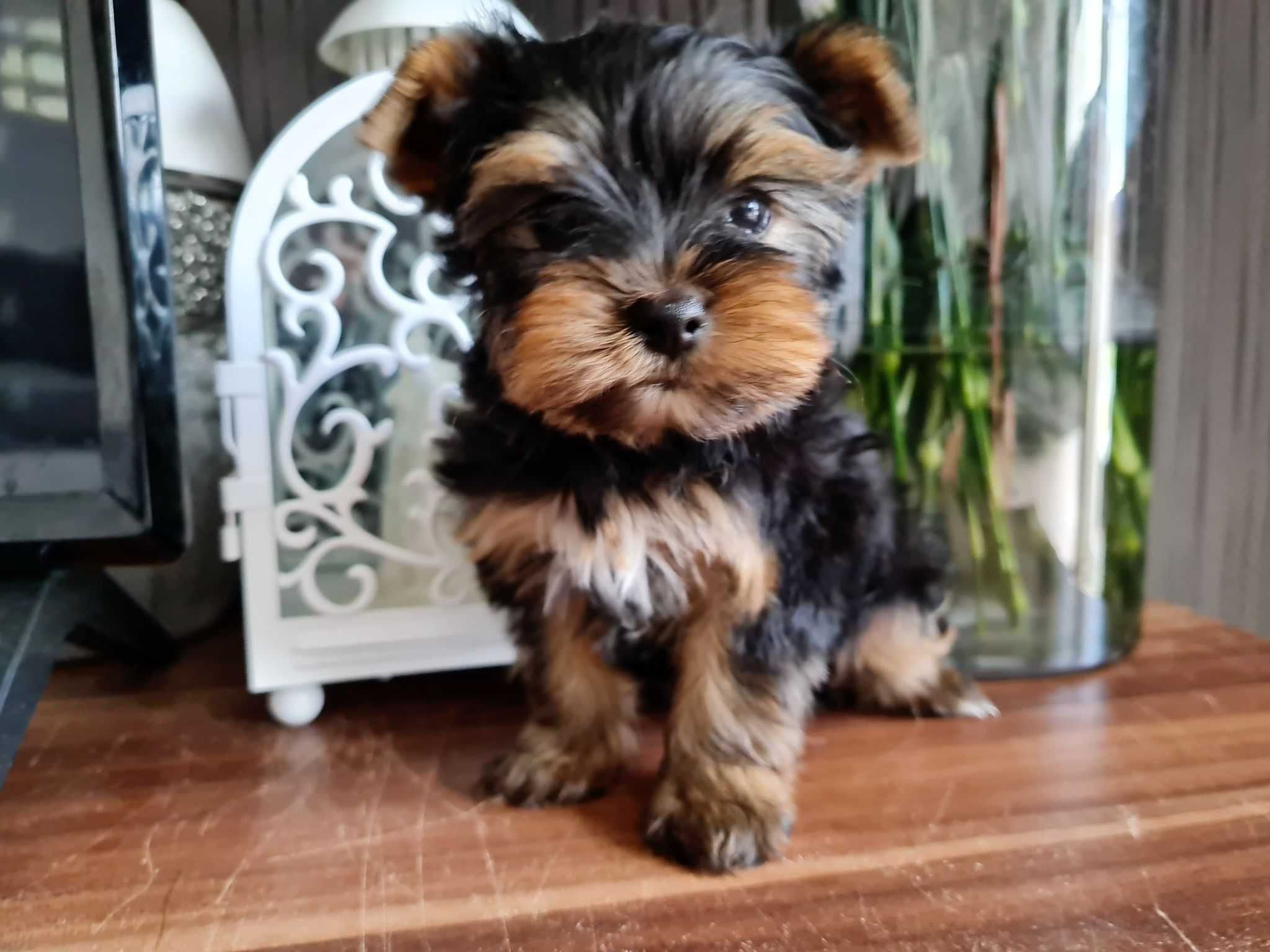 Chłopczyk Mini Yorkshire Terrier z Rodowodem