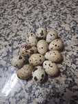 Ovos de codorniz