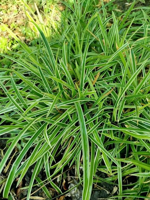 Василёк многолетнее растение.