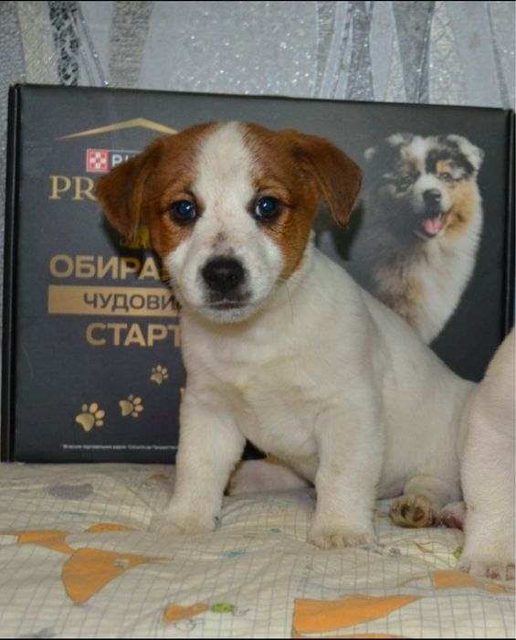 Цуценята Джек Рассел Терʼєр