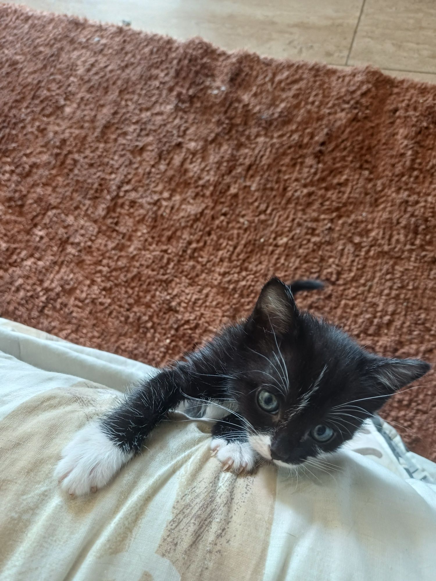 Gatinha com 6 semanas para adoção