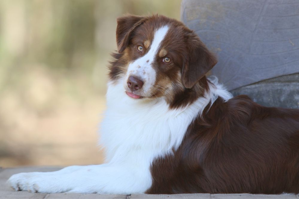 Mini Aussie/ Miniaturowy Owczarek Amerykański