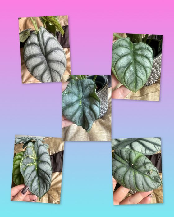 Alocasia Alokazja silver Dragon 2 sadzonki matecznik Variegata