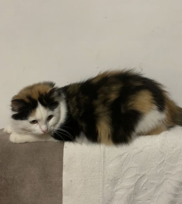 Кошка кошечка котенок