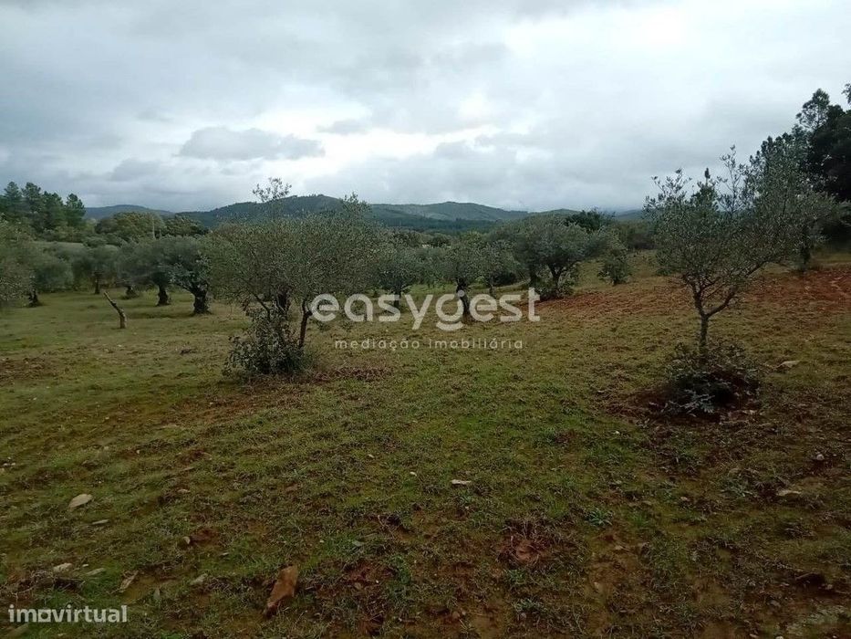 Terreno Rustico com cultura de oliveiras no Vale Senhora da Povoa