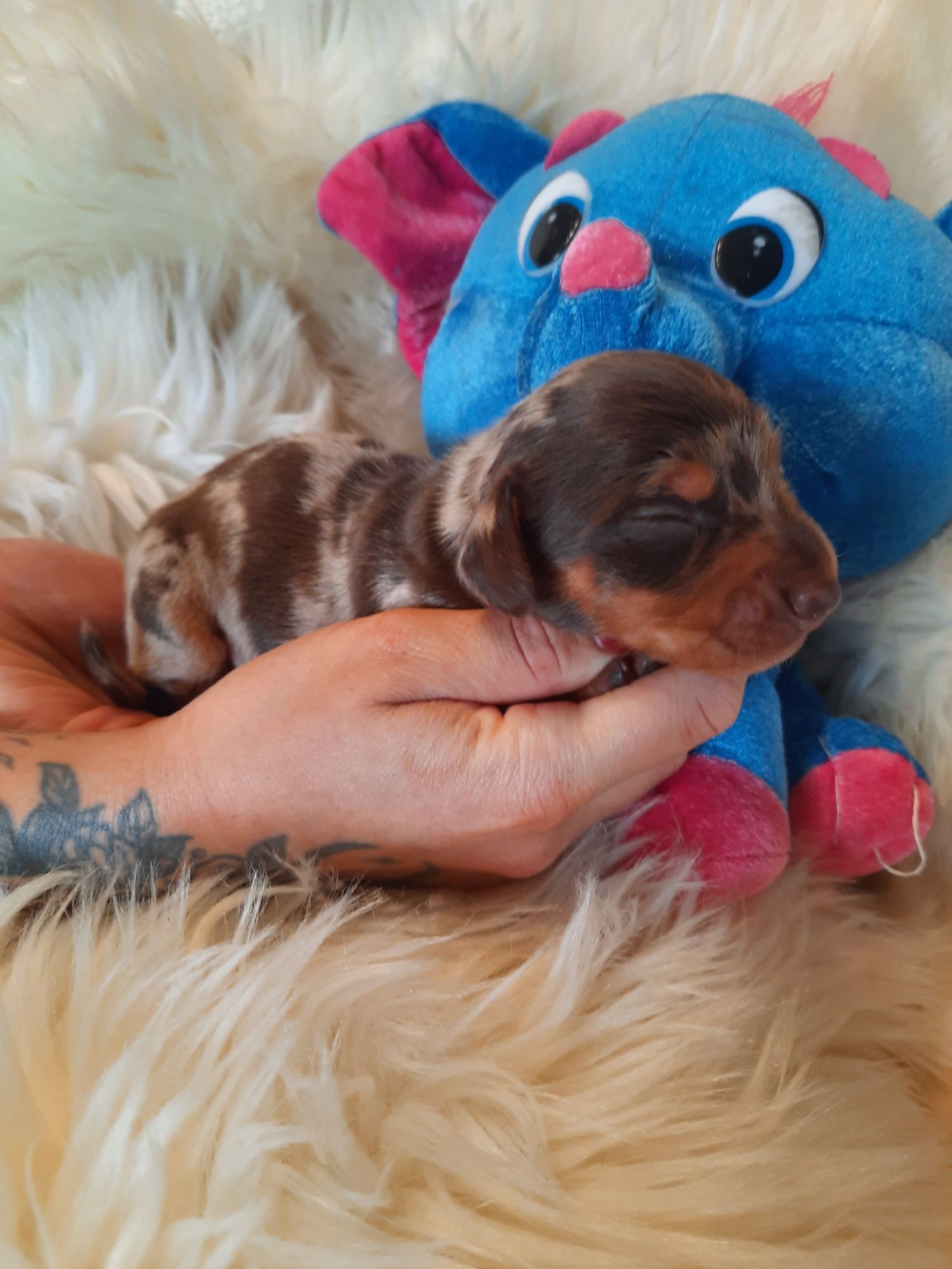 **Jamnik miniaturowy **piesek choco merle do rezerwacji