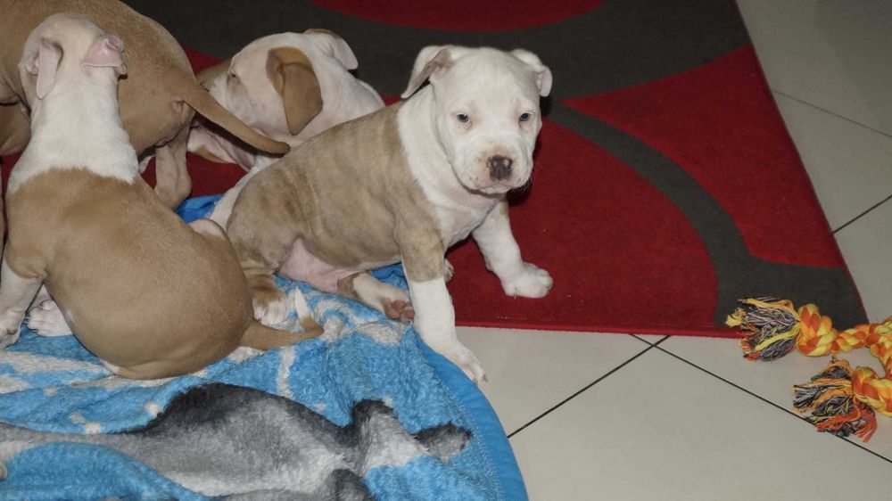 Louis szczeniak Amstaff z rodowodem.  Gotowy do odbioru