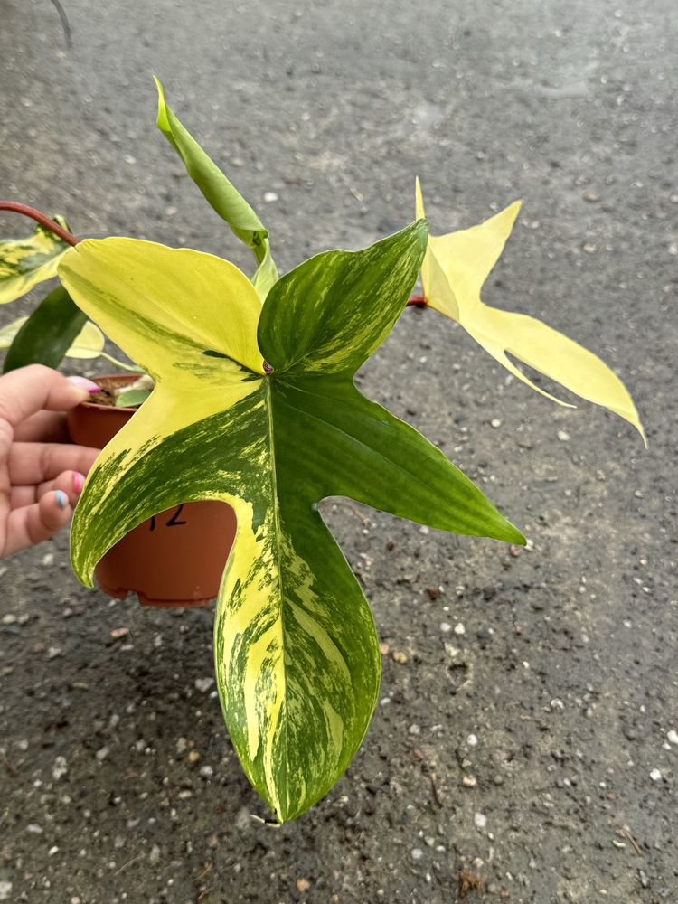 Philodendron Florida Beauty NR12 Filodendron Variegata