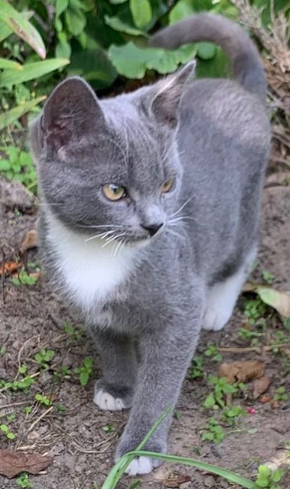 Młody kot na kolanka do ciepłego domu z ogrodem