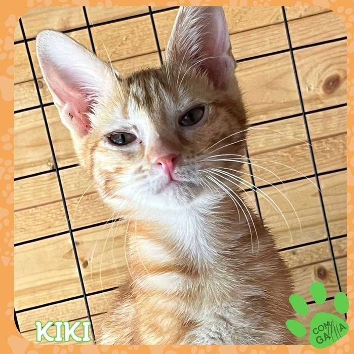 Kiki, Gloria, Grace Kelly e pudim