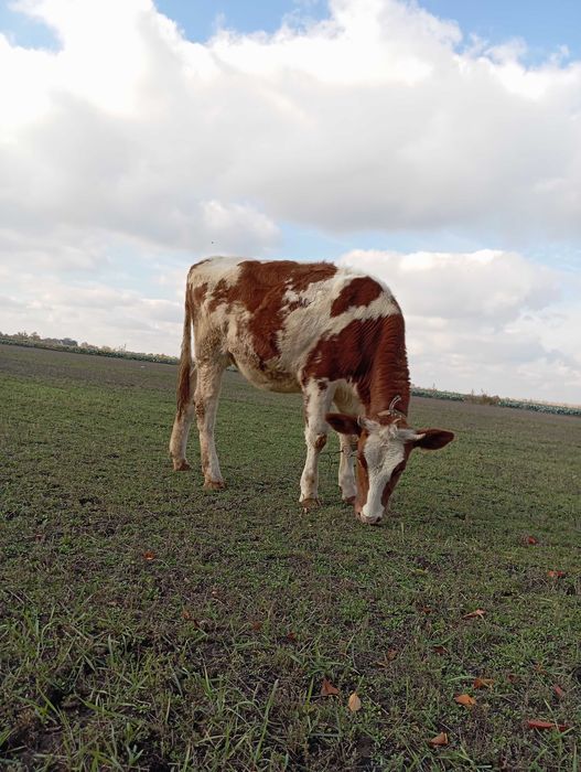 Продам теличку 300кг