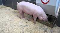 Продаж свиней вагою 180- 200 кг