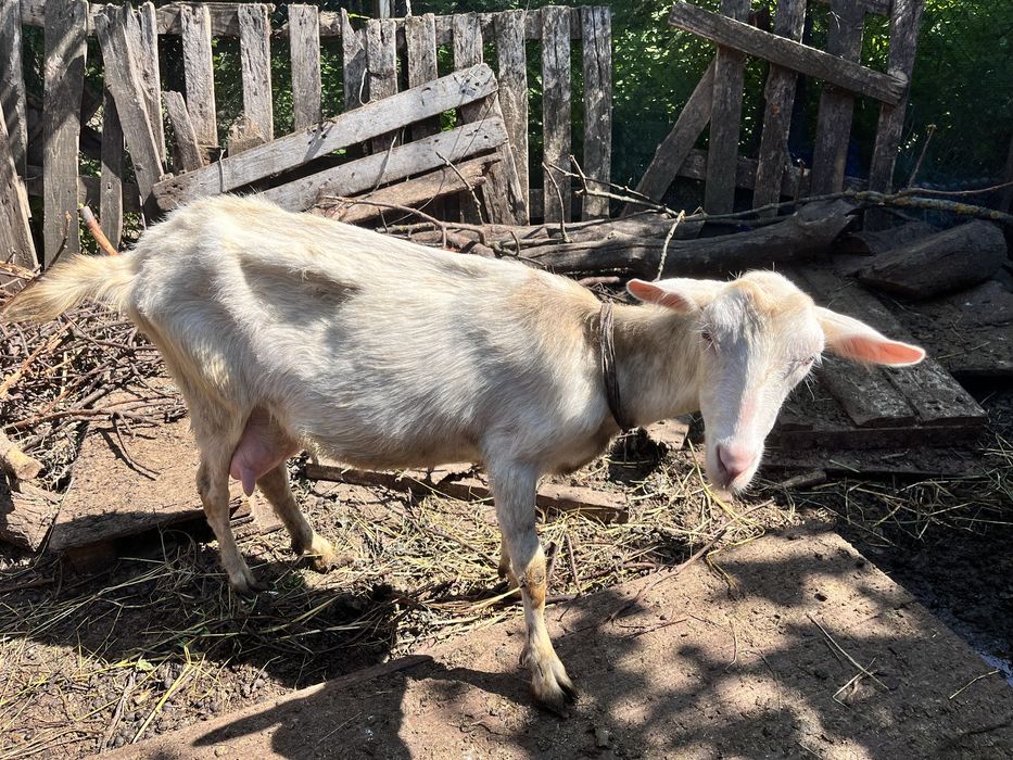Зааненська Кози ціна одної