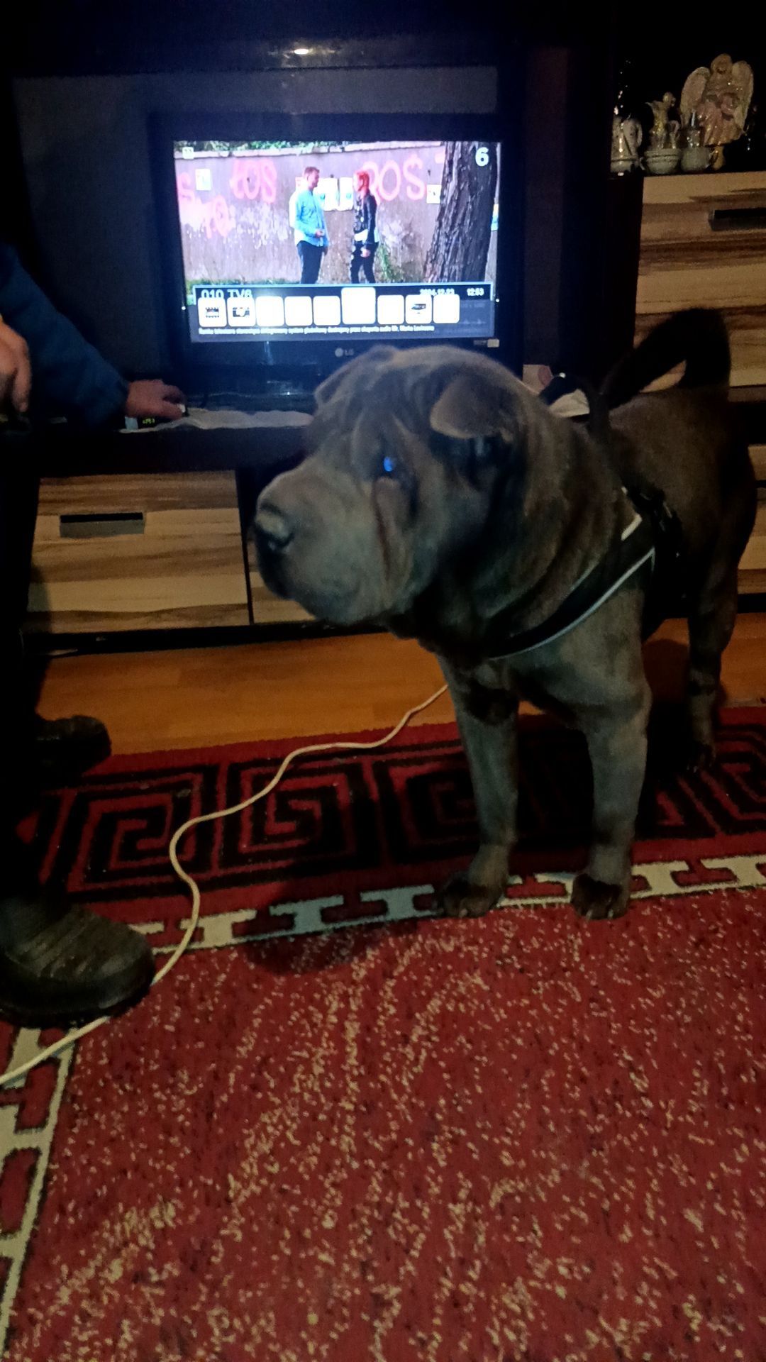 Oddam za darmo schar