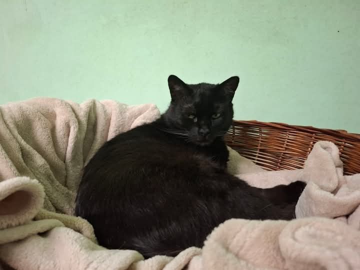 Czarna Alinka prosi o szanse na adopcję