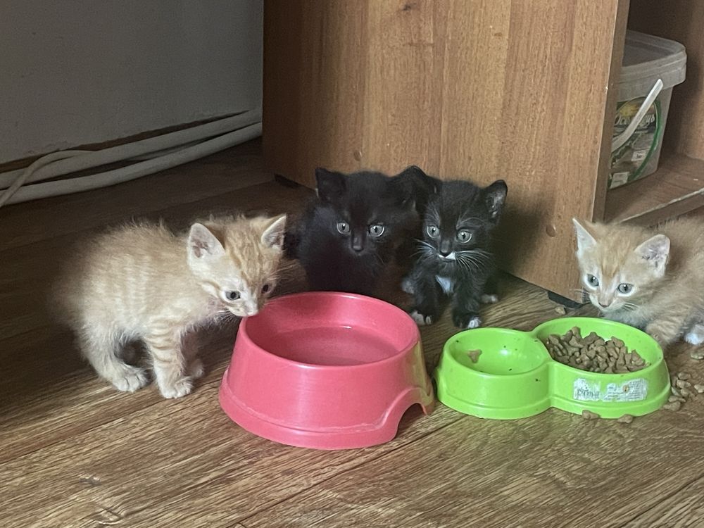 Котики маленькі звичайні