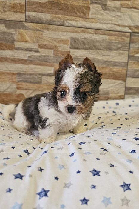 Yorkshire Terrier Blueberry śliczny piesek york