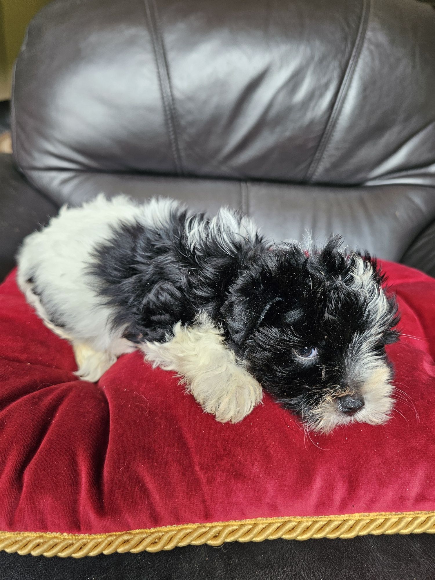 York terrier biewier piesek