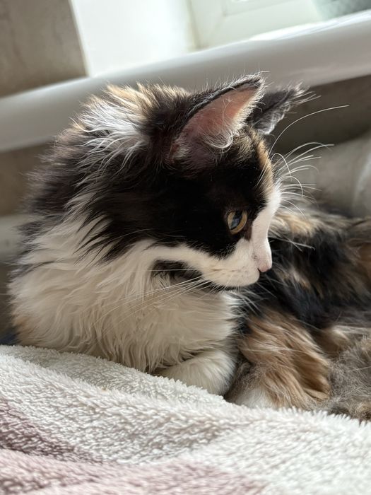 В пошуках родини!!!