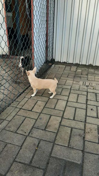 Piękny piesek rasy Chihuahua - chłopczyk