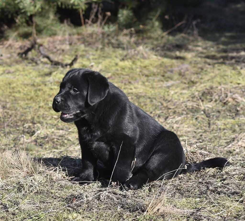 Labrador Retriever szczenie z rodowodem ZKwP, FCI Badania Genetyczne