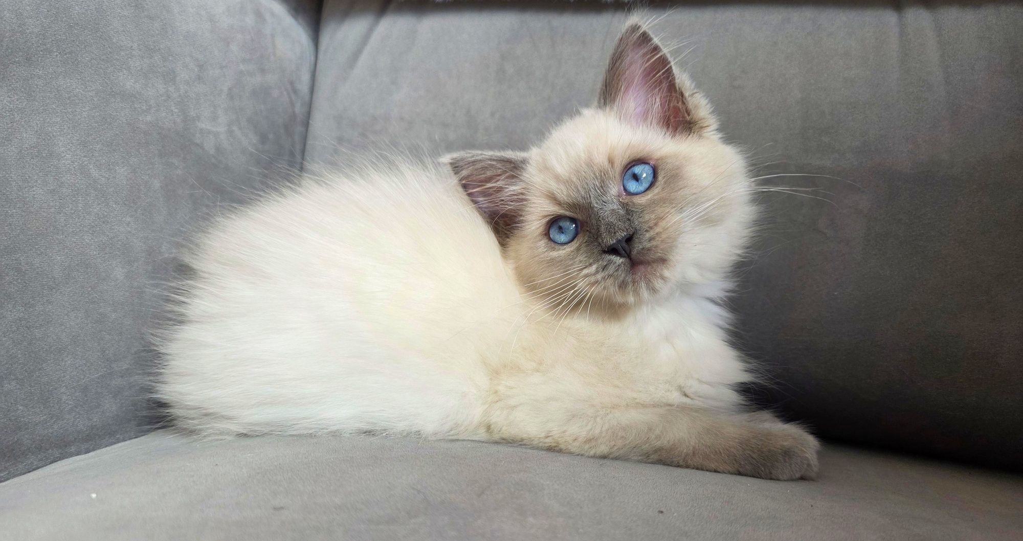Blue colourpoint ragdoll WCF kocurek