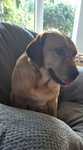 Suczka labrador retriever fox red do adopcji