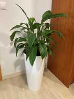 Planta natural em vaso